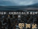 黄金草：光斑里的生命礼赞-黄金甲官网