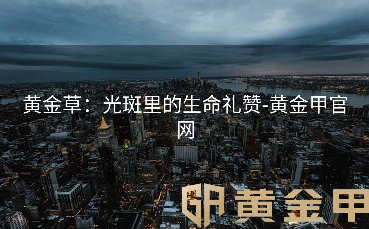 黄金草：光斑里的生命礼赞-黄金甲官网